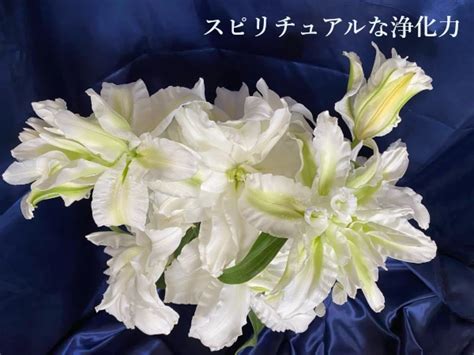 百合 風水|百合の花スピリチュアル香りや浄化力と芳香現象や開。